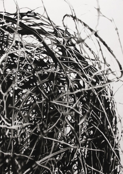 Peter Hock: Tangle, 2014, Reißkohle auf Papier, gerahmt, 100 x 70 cm

